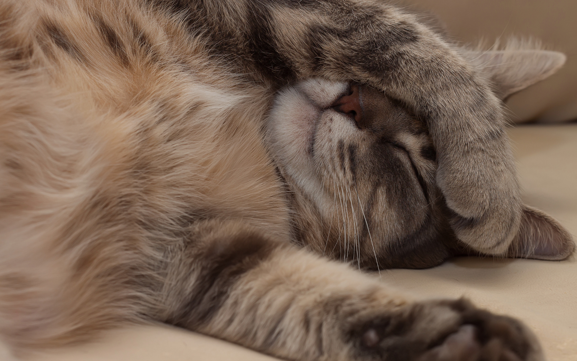chat détente Lien humain-animal connexion thérapie intuitive comprehension liberation blocage emotions bien être transformations