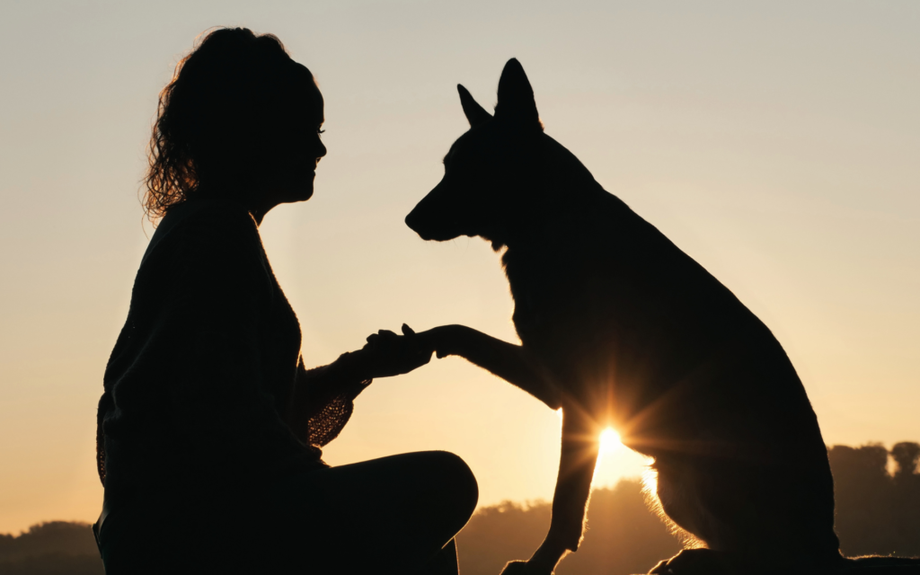chien connexion Lien humain-animal complicité thérapie intuitive comprehension liberation blocage emotions bien être transformations partage amitié