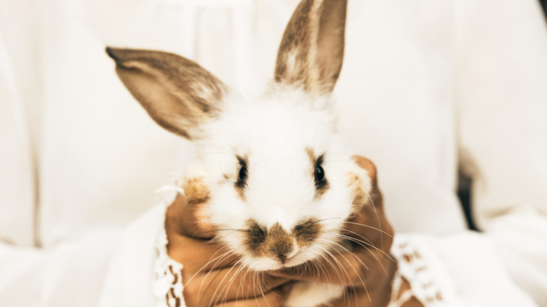 Lapin Lien humain-animal connexion thérapie intuitive comprehension liberation blocage emotions bien être transformations