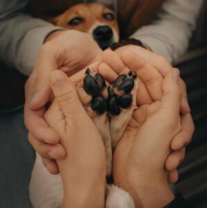 Lien humain - animal chien foyer connexion famille calin