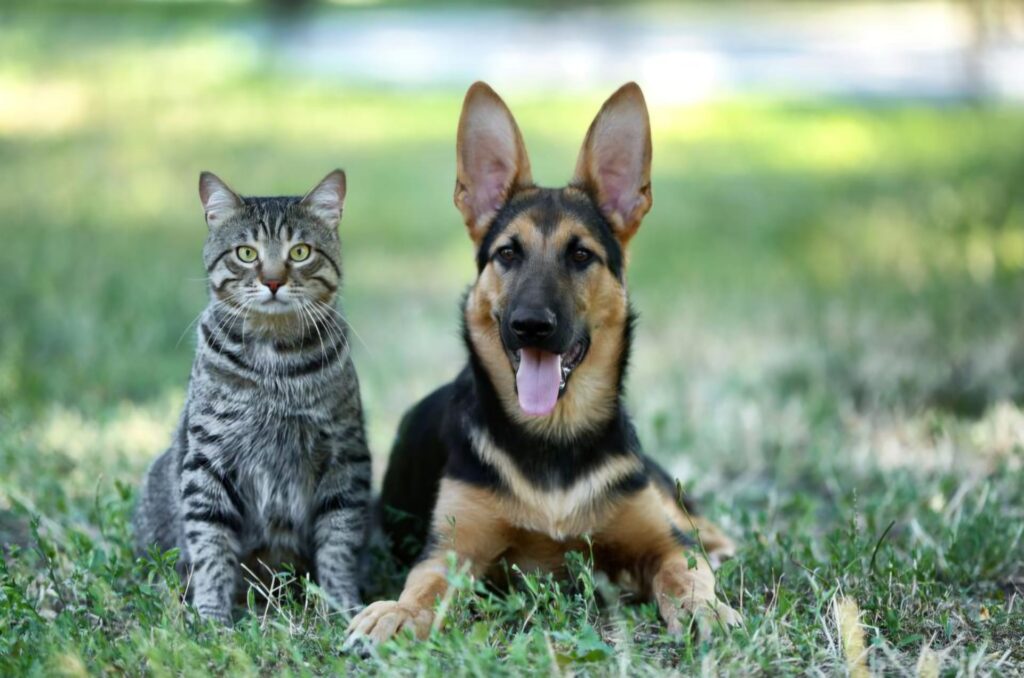 Chat chien Animaux Lien humain -animal humain - chat humain - chien Connexion Amitié Communication animale Télépathie energetique Bien être Famille Foyer connexion