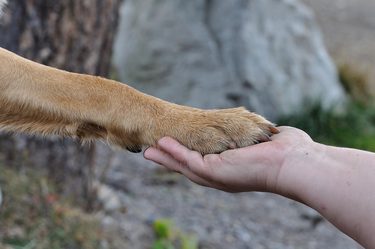 paw, animal, hand, friendship, dog, human, pet, close up