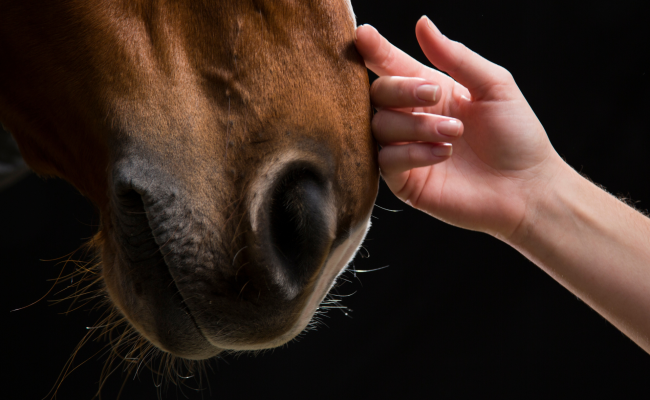 Cheval humain Cavalier Animaux Lien Connexion Amitié Communication animale Télépathie energetique Bien être Famille Foyer connexion